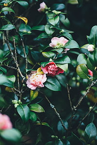 selective focus of red and pink petal flowers thumbnail