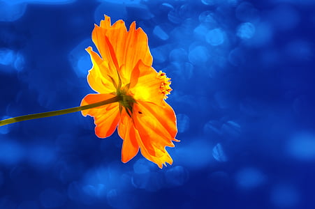 closeup photo of orange petaled flower thumbnail
