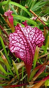 Red pitcher plants growing from a bog in a greenhouse. thumbnail