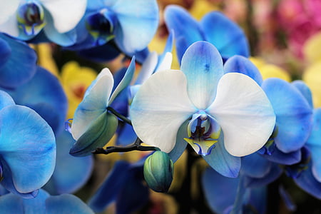 close-up photo of white-and-blue moth orchids thumbnail