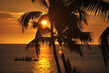 silhouette photograph of palm tree thumbnail