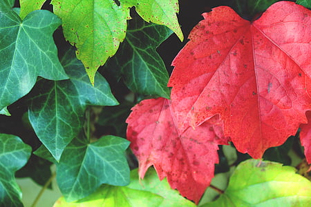 fill the frame photography of red and green plant leaves thumbnail
