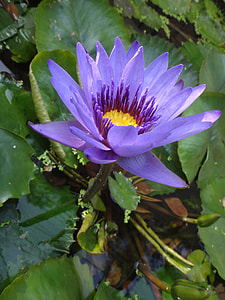 Lotus, Purple Nymphaea Alba thumbnail