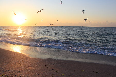 birds flying during daytime thumbnail