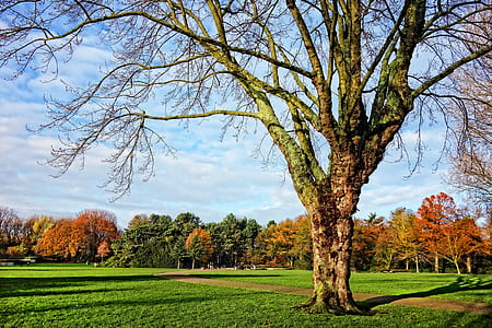 green leafed tree beside pathway thumbnail