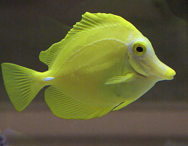 yellow aquarium fish thumbnail