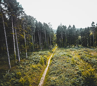 green forest under the white cloud at daytime thumbnail
