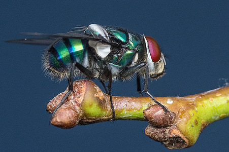 macro photography of bottle fly thumbnail