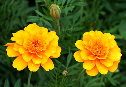 two yellow petaled flowers thumbnail