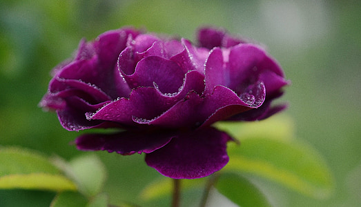 selective focus photo of purple camellia flower with water droplets thumbnail
