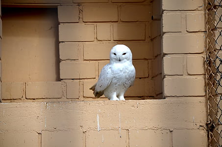 snow owl standing near wall thumbnail