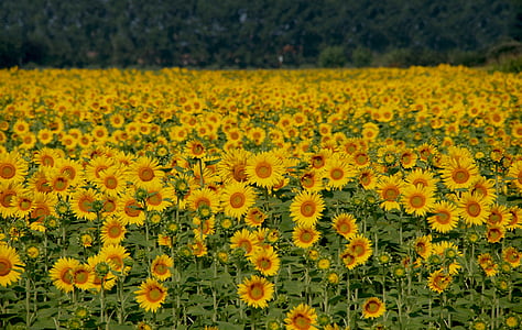 sunflower field during daytime thumbnail
