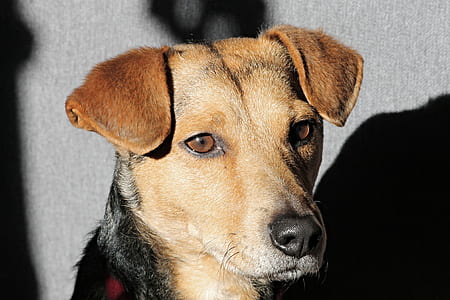 short-coated brown and black dog thumbnail