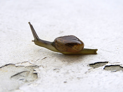 brown snail thumbnail
