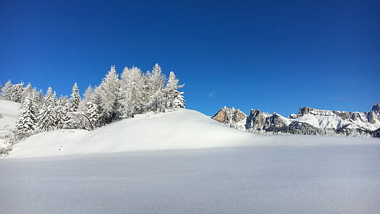 Pine Trees on Snow thumbnail