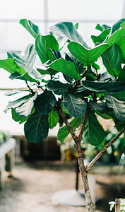 selective focus photography Avocado plant thumbnail