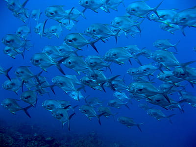 school of fish underwater thumbnail