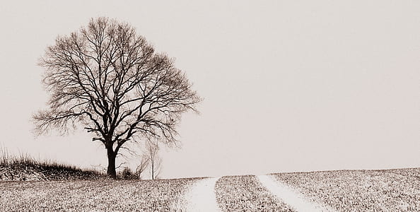 withered tree near pathway thumbnail