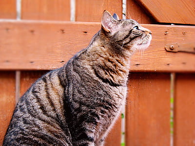 gray tabby cat thumbnail