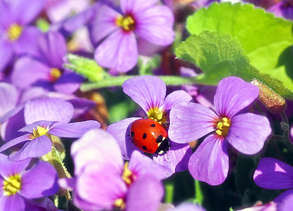 purple flowers thumbnail
