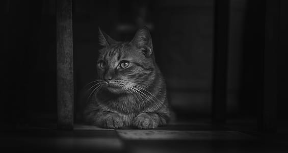 Monochrome Photography of Cat thumbnail