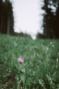 purple petaled flowers in closeup photo thumbnail