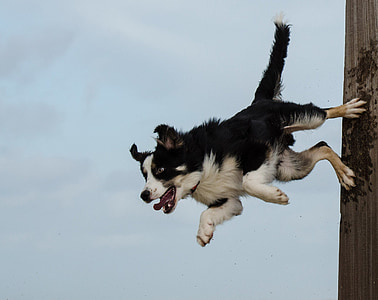 medium-coated black and white dog standing on two legs thumbnail