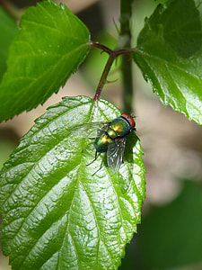 Greenfly, Fly Vironera thumbnail
