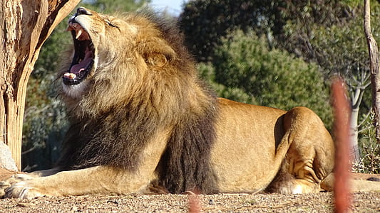 brown lion thumbnail