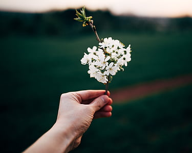 person holding flower thumbnail