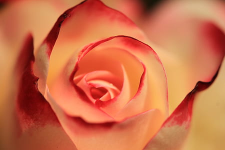 pink rose flower in close up photography thumbnail