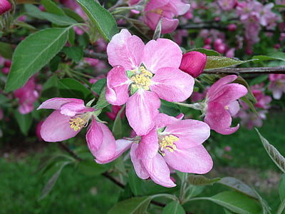 pink petal flowers thumbnail