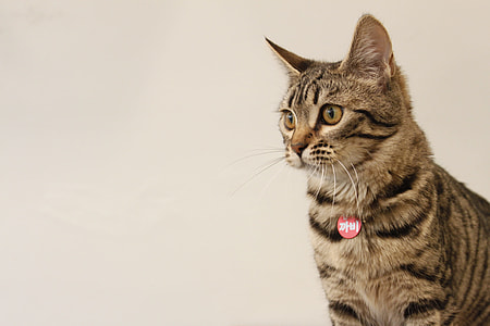 rule of thirds photo of gray Tabby cat thumbnail