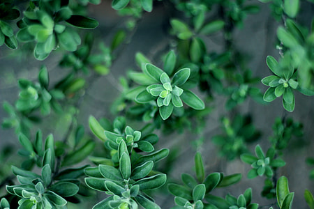 shallow focus photography of green leafed plants thumbnail
