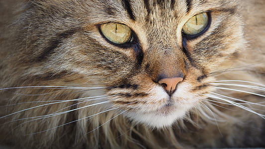 brown main coon in focus photography thumbnail