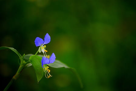 closeup photography of blue wandering jew flowers thumbnail