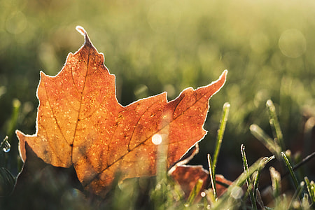 An orange tree leaf on the ground in Autumn thumbnail