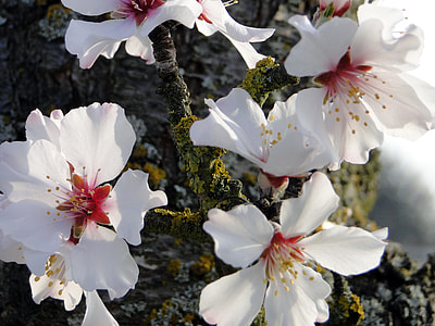 Almond Blossom, Frühlingsanfang thumbnail