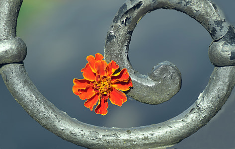 closeup photo of orange marigold flower on gray metal frame thumbnail