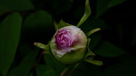 closeup photo of pink petaled flower thumbnail