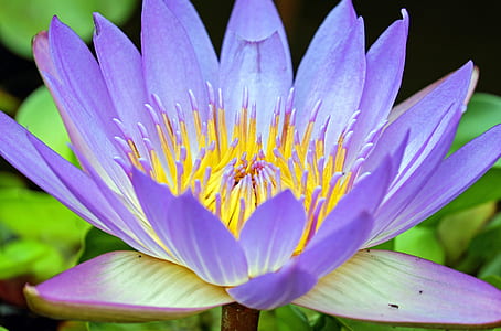 purple and yellow flower water lily flower in closeup photography thumbnail