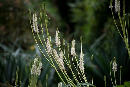 white flowers on selective focus photography thumbnail