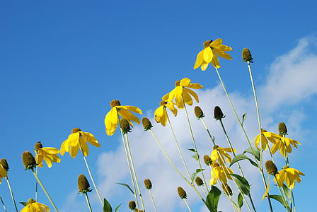 yellow sunflowers thumbnail