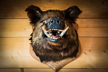 brown and gray boar head mount thumbnail