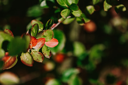 Close-ups of leaves, flowers and fruit on trees, part 2 thumbnail