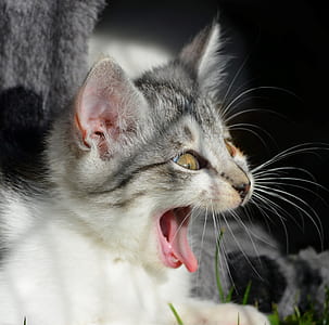 kitten yawning while lying on grass thumbnail