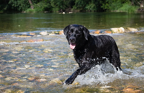 adult black Labrador retriever on body of water thumbnail