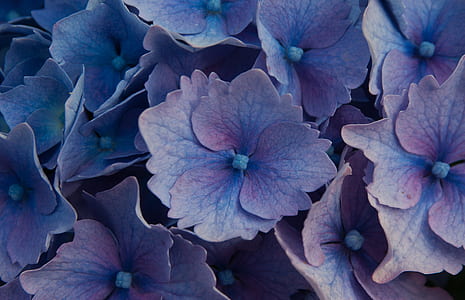 purple petaled flower lot thumbnail