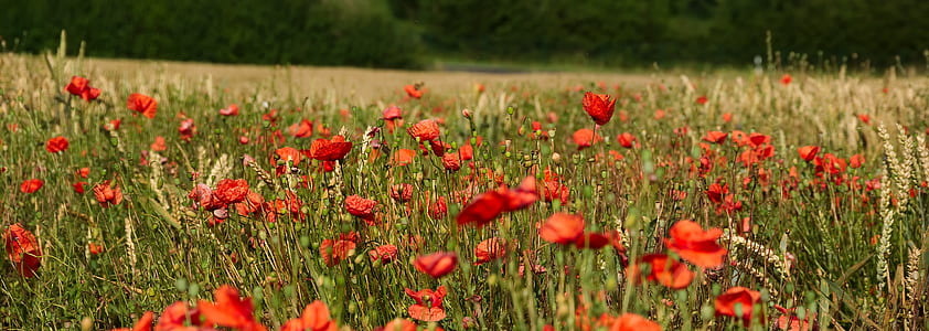 red petaled flower field thumbnail