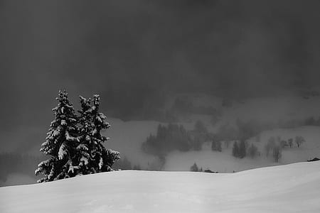 snow-covered pine tree thumbnail